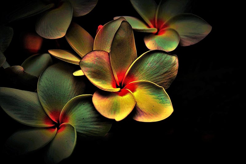 Whimsical Patterns